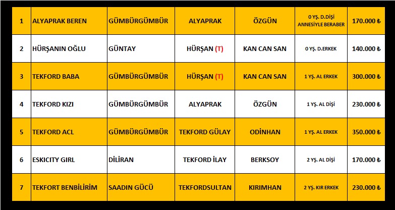 GÜMBÜRGÜMBÜR,GÜNTAY,DİLİRAN VE SAADIN GÜCÜ 1li SIFIRLI 2 Lİ ARAP TAYLAR 